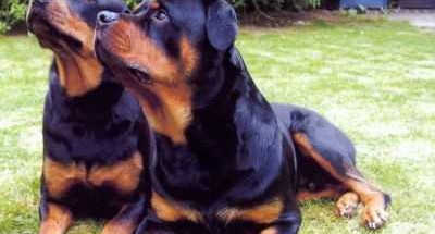 Rottweiler