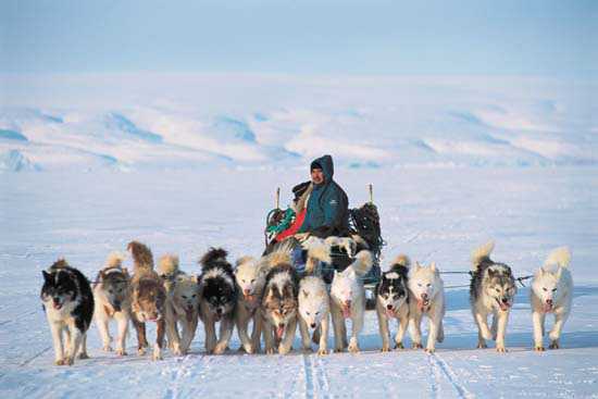 Lo sleddog torna nei Parchi della Sila e del Pollino