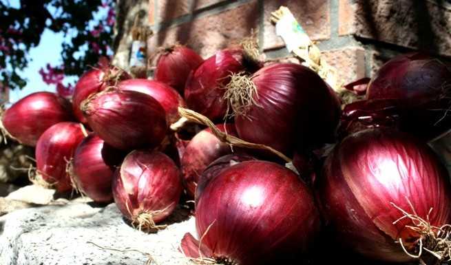 Cipolla Rossa di Tropea, Confagricoltura contraria al confezionamento in campo