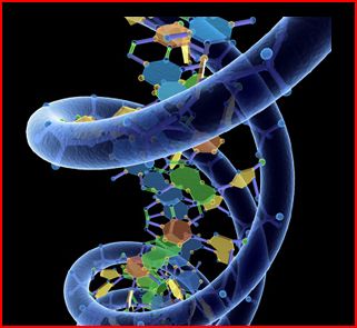 Segreta intelligenza sempreverde in Dna