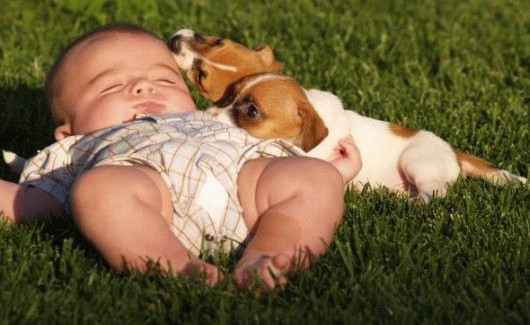 I bambini disabili incontrano i cani ospiti del rifugio “Il parco” di Taurianova Domani, alle 15.30, l'iniziativa promossa da "Animalisti Italiani onlus" e "Coloriamo l'Arcobaleno onlus" 