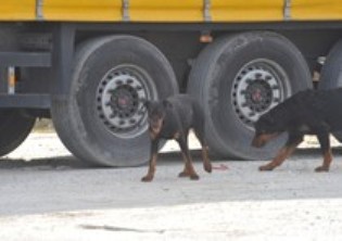 Livorno: camionista sbranato da un branco di cani