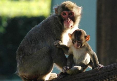 Salviamo i macachi