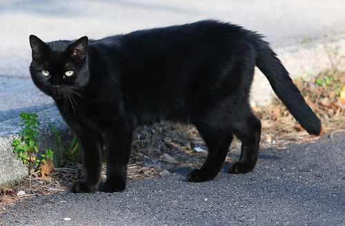 Halloween: tornano le ronde Aidaa per difendere i gatti neri