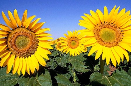 Per l’8 marzo non mimose ma girasoli