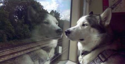 cane-in-treno