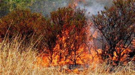 Incendi: l’agricoltura paga il prezzo più alto