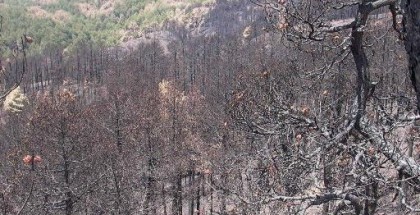 aspromonte incendio_1