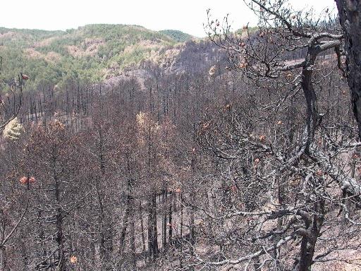 L’Aspromonte non deve essere abbandonato: dopo il grave incendio