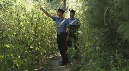 I carabinieri scoprono tre piantagioni di canapa indiana a Bovalino, Platì e Siderno