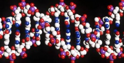 mitocondri dna