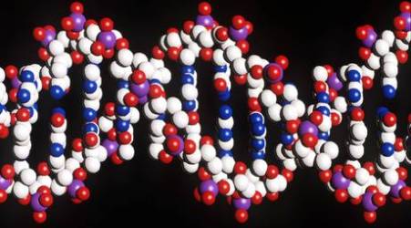 Primo trapianto mitocondri dna umano