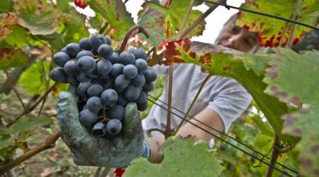 Coldiretti Calabria, parte vendita vino novello Circa 30mila le bottiglie prodotte in Calabria