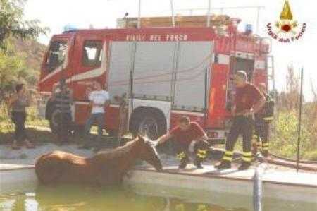 Cavallo cade in piscina. Salvato dai Vigili del fuoco