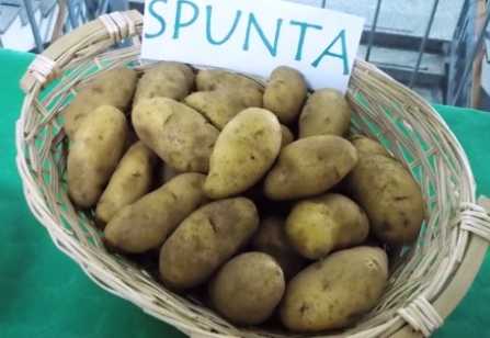 La Patata aspromontana ha la sua Denominazione comunale di origine