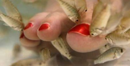 fish-pedicure