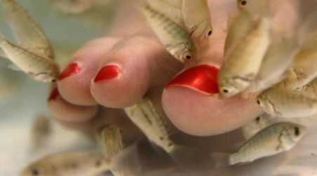 “Fish pedicure e manicure” allerta dalla Francia