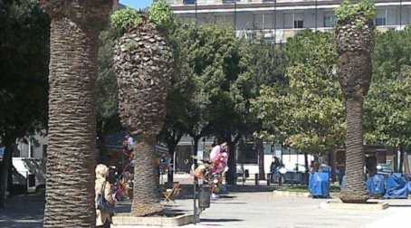 “Il punteruolo rosso “uccide” le palme in piazza Mazzini a Lecce e il comune non fa niente”