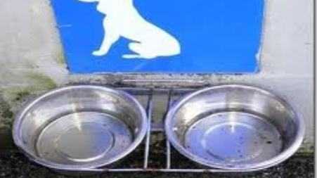 Riparte la campagna “L’acqua è vita metti una ciotola per fido e micio” Promossa dall'Aidaa