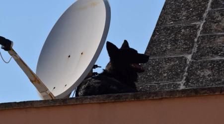 Brindisi, liberato cane legato alla parabolica sul tetto di casa