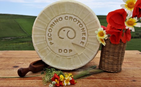 Marchio DOP per il pecorino Crotonese – Riconoscimento importante per tutta la Calabria