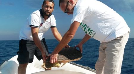 Liberata a Soverato la tartaruga caretta caretta “Daniza”