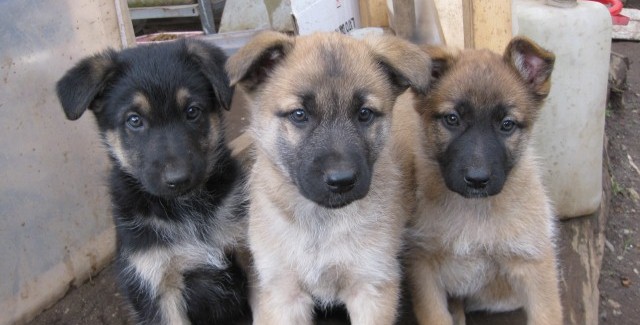 A Taurianova, cuccioli cercano casa