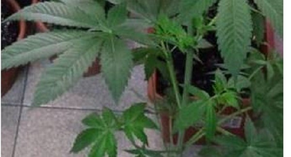 Coltiva droga in casa: i Carabinieri arrestano un uomo a Reggio Calabria Domenico Ielo è stato trovato in possesso di venti piante di “cannabis indica”