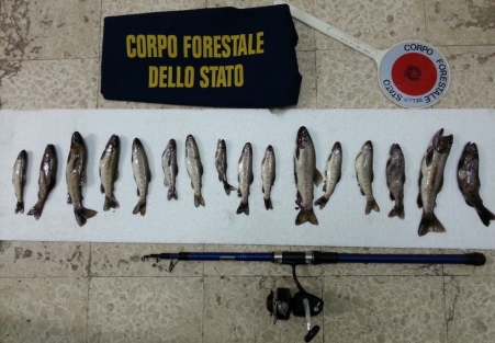 Pesca abusiva, due persone denunciate dal Corpo forestale dello stato Un 43enne e un 31enne di Locri sono stati sorpresi a pescare abusivamente in una fiumara in località “Moleti” in agro del Comune di Ciminà, ricadente nel comprensorio del Parco Nazionale dell’Aspromonte 