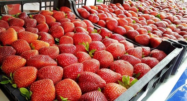 Al via la unidicesima edizione della “Festa della Fragola” di Cassibile Quest'anno doppio appuntamento tra degustazioni e folklore