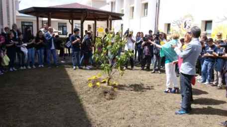 Anche Rosarno ha ricordato la strage di Capaci Nel cortile dell'istituto "Piria" sono arrivati studenti da tutta la regione ed è stato piantato un albero per commemorare la giornata