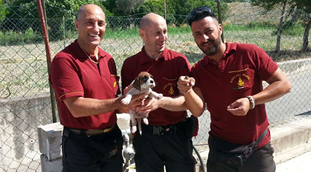 Catanzaro, un cucciolo salvato dai Vigili del Fuoco Il cucciolo di cane era finito sul fondo di uno stretto tombino. L'allarme lanciato dai proprietari