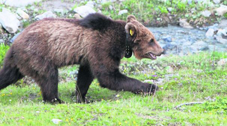 Sondrio, morto l’orso M25 Da aprile non si hanno più segnali dal suo radiocollare