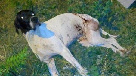 Cane ferito da ignoti con un colpo di fucile Associazione "Adottami": "Episodio di violenza e follia umana"