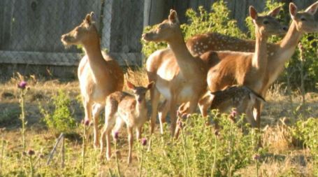 Cuccioli di daino nati nel Parco della Sila Evento nel Centro visita Cupone del Corpo forestale dello Stato