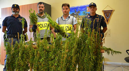 Maxi sequestro di canapa nel catanzarese Scoperta una piantagione di 5.730 piante di marijuana a pochi passi dalle case a Catanzaro Lido