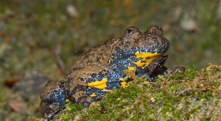 L’Ente Parco Aspromonte tutela l’ululone appenninico Avviata un’attività di indagine e di campionamento della popolazione presente all’interno del Parco e nelle aree limitrofe