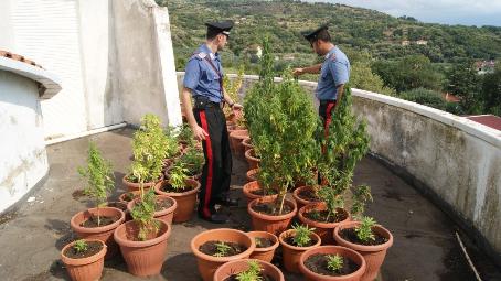 Joppolo, giovane trovato a coltivare 85 piante di marijuana A Parghelia invece un piromane di Gioia Tauro è stato sorpreso ad appiccare un incendio insieme ad un minore