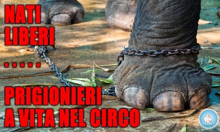 Aidaa: “Circo con animali maltratta minori e livello civiltà collettivo” Il sindaco Marino Bruno: "Sono favorevole al loro utilizzo"