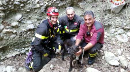 Simeri Crichi, cane salvato dai Vigili del fuoco L'animale era caduto in una profonda gola durante una battuta di caccia