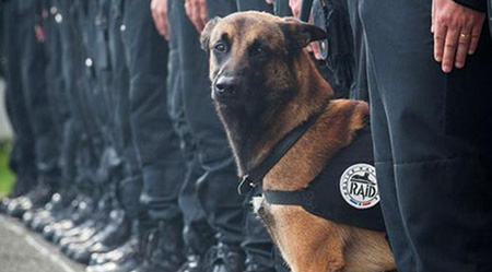 Aidaa promuove “Je Suis Diesel” L'Associazione animalista promuove una Giornata di ricordo del cane ucciso dai terroristi