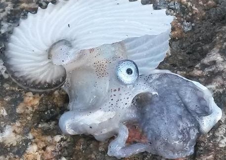 Argonauta trovato sulla spiaggia di Briatico Si tratta di un mollusco, preda preferita dai pescespada