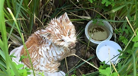 A Brindisi gatto verniciato di calce La denuncia di Aidaa