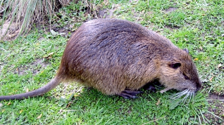 Eboli, nutria massacrata in spiaggia Aidaa presenta denuncia