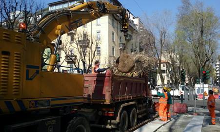 Milano, piantumati i primi 10 olmi in via Mac Mahon Entro giovedi saranno messe a dimora le restanti 28 piante