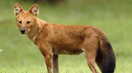 Esemplare maschio di canide salvato nella Sila cosentina Gli agenti del Corpo Forestale hanno notato l'animale ferito e lo hanno consegnato al servizio veterinario