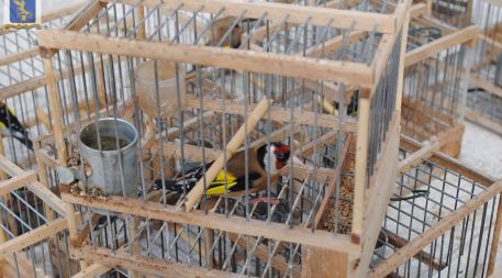 Detenzione e traffico di avifauna protetta, 4 denunce Gli agenti del Corpo forestale di Sant'Eufemia hanno trovato a Palmi numerosi cardellini in piccole gabbie