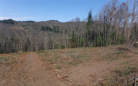 Tre denunce per taglio abusivo di bosco nel Catanzarese Intervento del Corpo forestale, abbattute quasi 500 piante