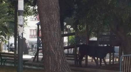 Toro nel centro di Reggio Calabria: danni e paura in città L'animale è stato abbattuto dalle forze dell'ordine