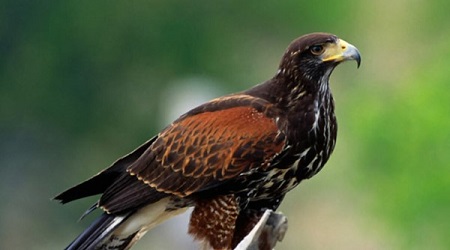 Reggio, recuperato rapace della specie “Poiana di Harris” La Polizia di Stato è intervenuta presso la Stazione Ferroviaria di San Gregorio